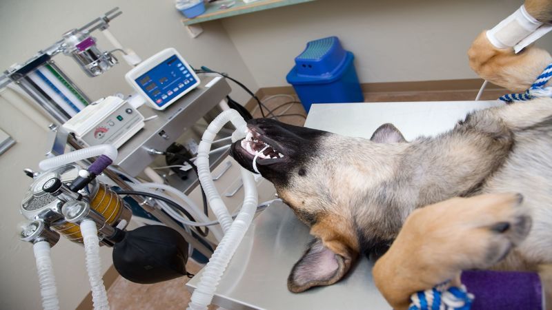 Keep Your Pets and Animals Healthy With Help From Veterinary Clinics in Bel Air, MD