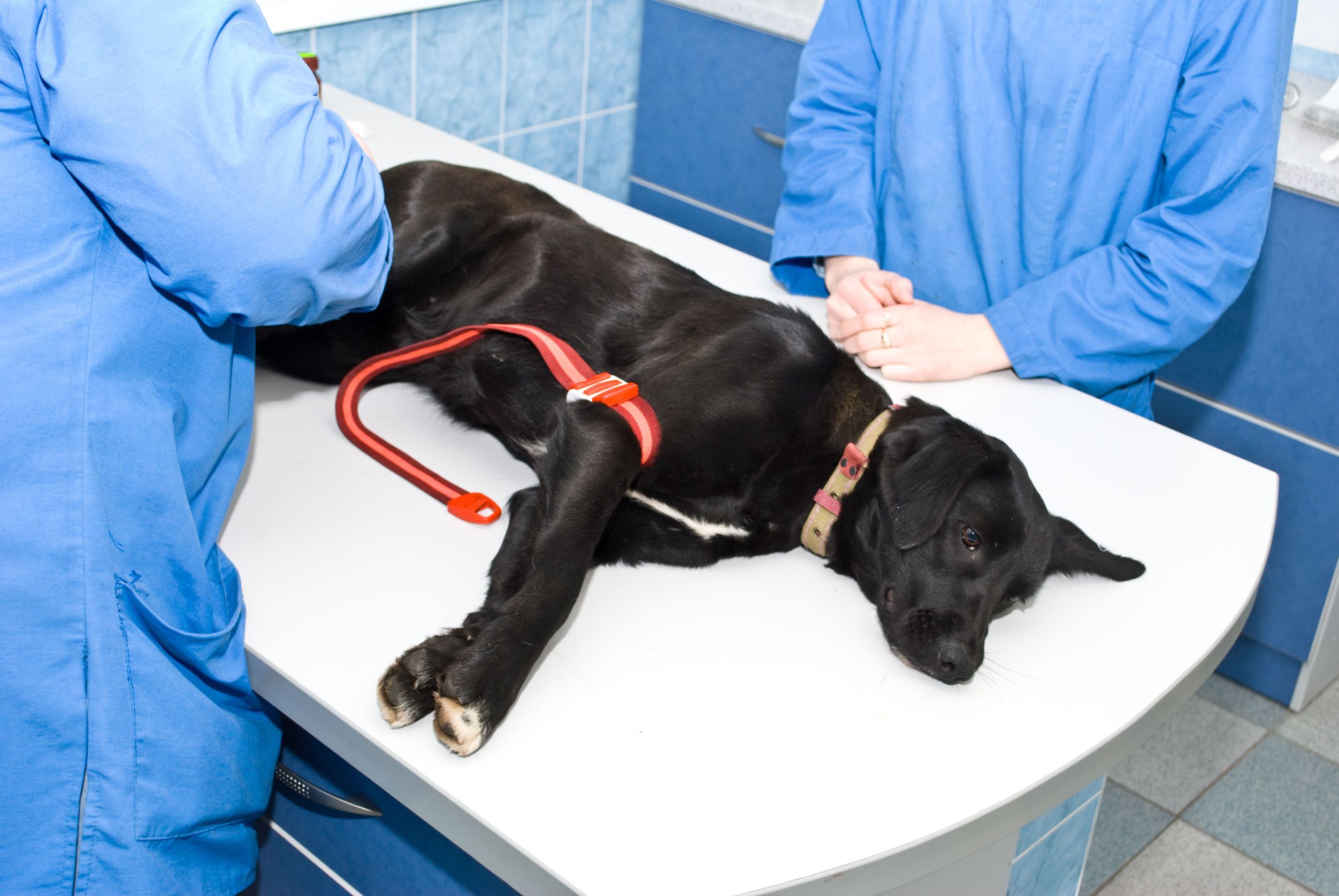 How to choose the best pet hospital in Riverside, CA