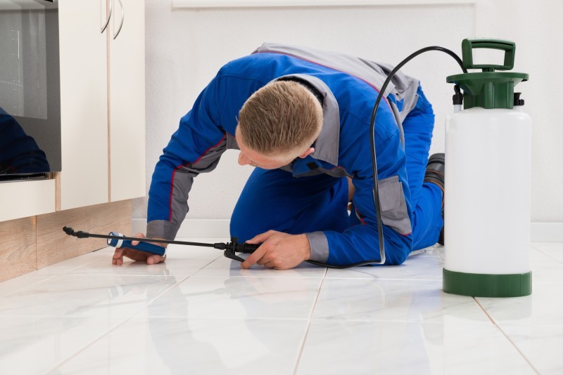 Why You Should Consider Local Pest Control in Halifax