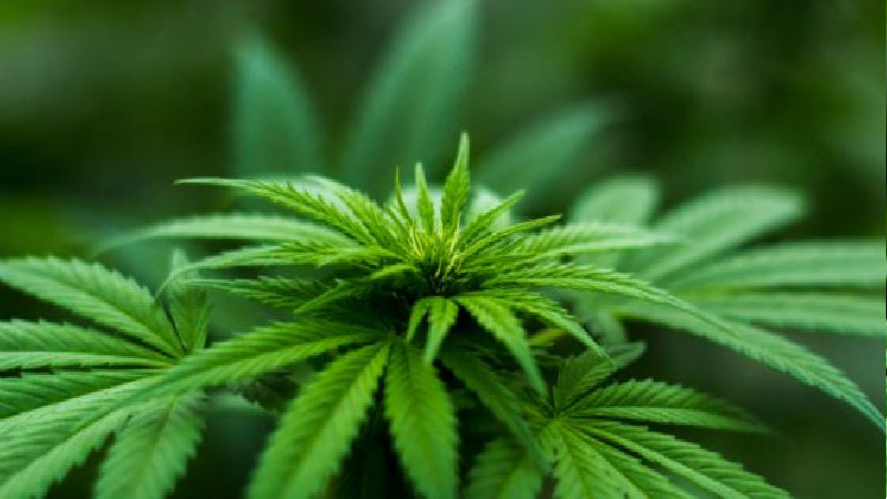 Buying Quality Bud From a Marijuana Store in Spokane