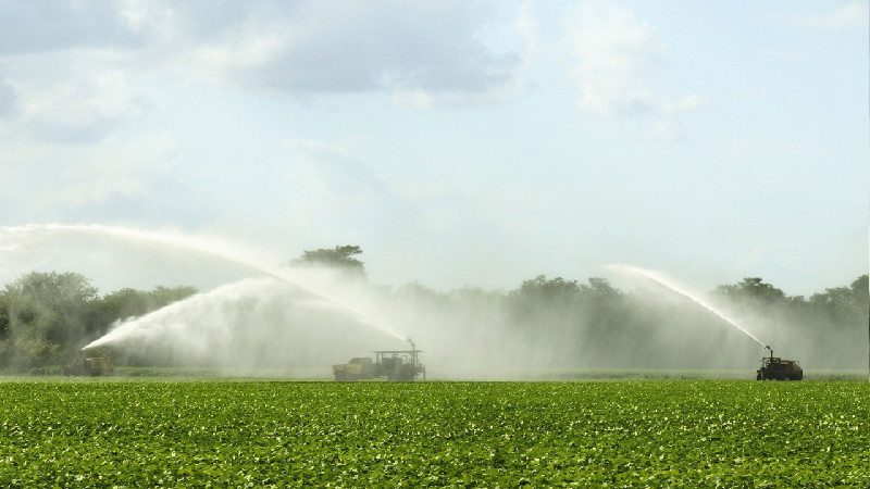 The Impact of Mycorrhizal Networks on Eco-Friendly Agriculture