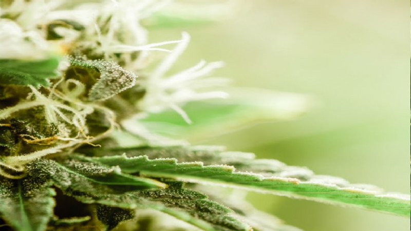 Premium Cannabis in Grand Junction For Sale