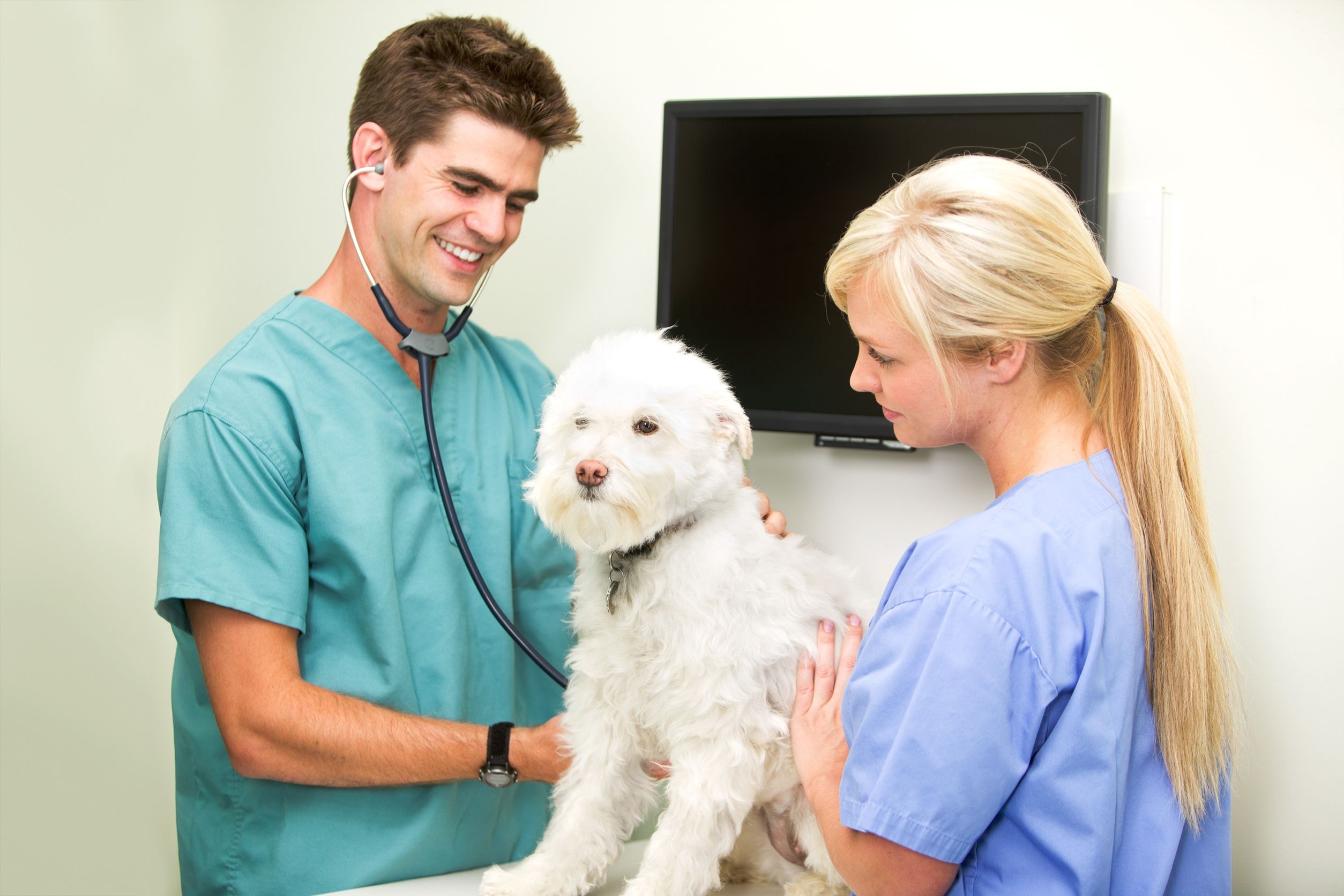 Make Your Visits to the Vet Less Stressful for Your Pet