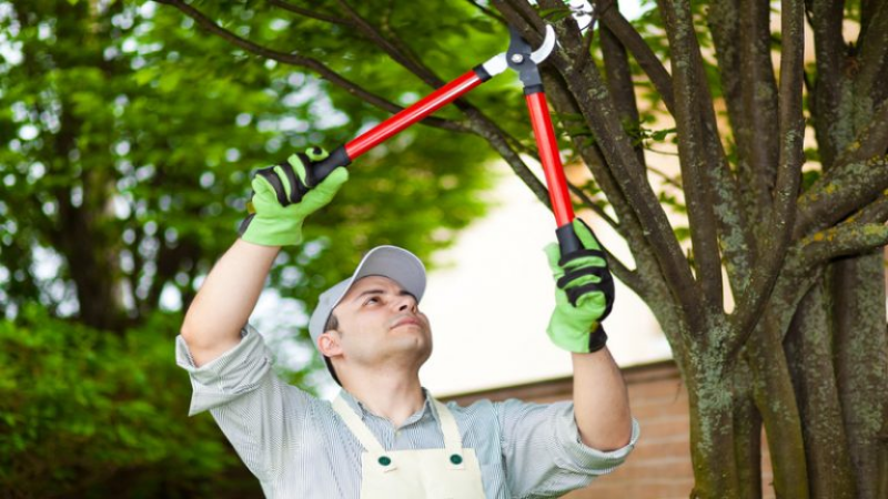 What to Look for in a Tree Company in Marietta, GA