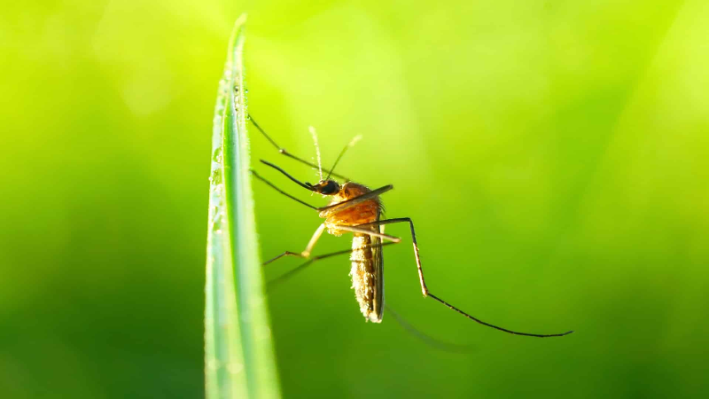 Why You Should Consider Mosquito Treatment for Yards in Louisville, KY