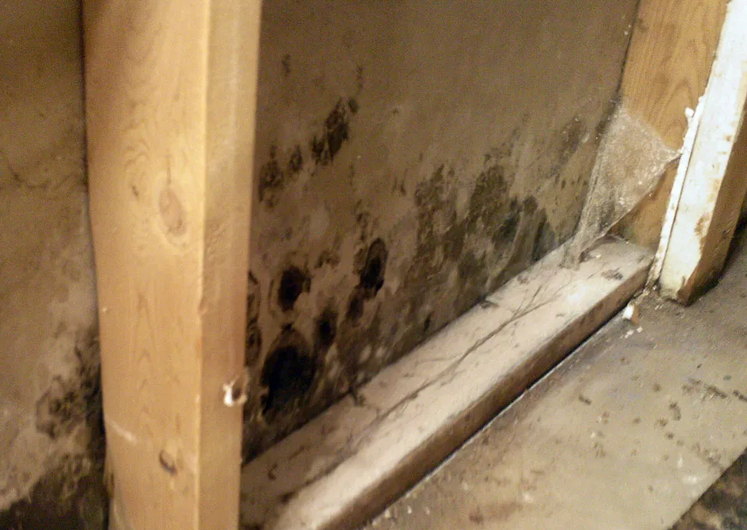 Getting Mold Remediation in Aurora, CO