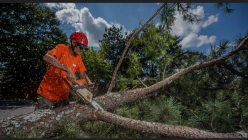 Why You Should Hire Tree Maintenance in Smyrna, GA