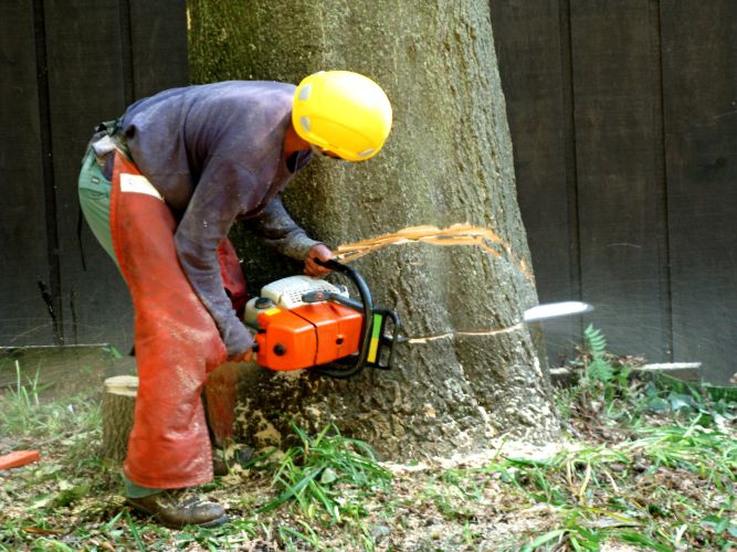 Reasons Why Professional Tree Services In Middleburg FL Do Not Like To Top Trees