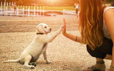 Successful Dog Training at Home in Treasure Coast, FL