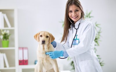Everything You Need to Know About Dog Boarding in Denver