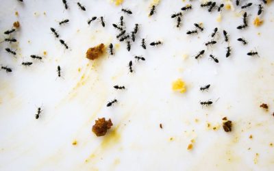 The Shocking Truth About Ant Infestations in Brisbane and How Effective Ant Control Can Save Your Home