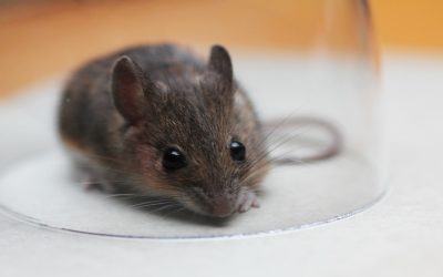 Protecting Your Home from the Inside Out with Proven Coastal Defense Strategies: Rodent Pest Control in Gold Coast