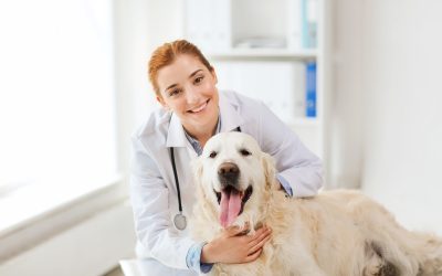 How to Choose the Best Dog Veterinarian in Monmouth County, NJ?