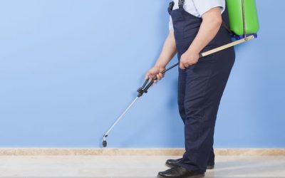 Expert Exterminator in Newnan, GA: Proven Pest Solutions for Peaceful Living