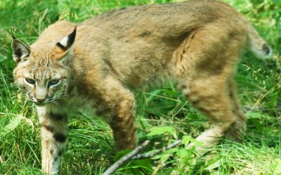 Prevent Costly Damage with Wildlife Removal Mchenry IL Expertise and Local Experience