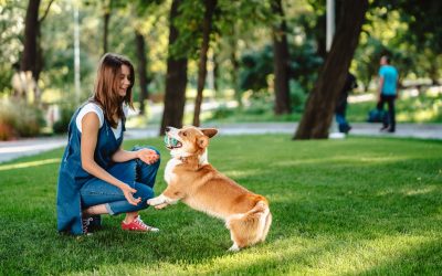From Biting to Barking: Solving Common Puppy Behavior Issues