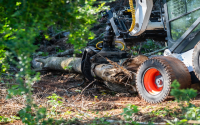 Finding Reliable Tree Experts in Senoia, GA for Your Yard Needs