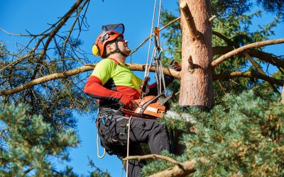 How Emergency Tree Service in Marietta, GA Protects Your Home During Storms