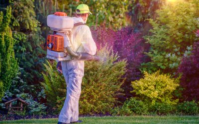 Find greener solutions with lawn care maintenance services in Haymarket, VA, for a healthier lawn