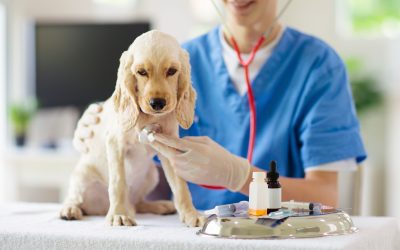 Meeting Unique Animal Health Needs with a Pet Compounding Pharmacy Service