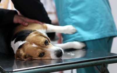 What to Expect From Veterinary Surgery St Johns FL for Your Pet’s Recovery