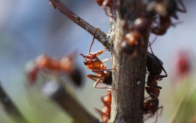 Homeowners See Real Results With Ant Control Land O Lakes FL Solutions