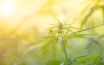 Save Money Without Sacrificing Quality by Choosing Budget THCA Flower Options